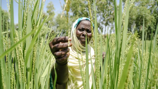 A woman works at the women's cooperative garden developped with local partner The Union of Women's Cooperatives of Guidimakha (UCFG) in Selibabi, Mauritania on september 28, 2022.